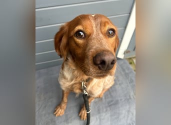 Liebenswerter Bretone Theo wartet in Portugal auf unserem Tierschutzhof auf dich!