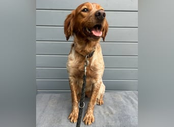 Liebenswerter Bretone Theo wartet in Portugal auf unserem Tierschutzhof auf dich!