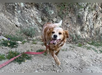 DIANA - superlieb und anhänglich