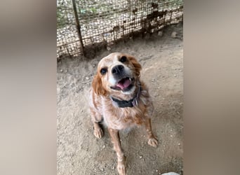 DIANA - superlieb und anhänglich