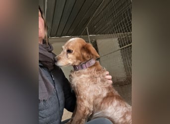 DIANA - superlieb und anhänglich