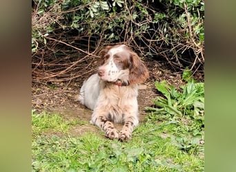 CARLOTTA - verschmuste Schönheit