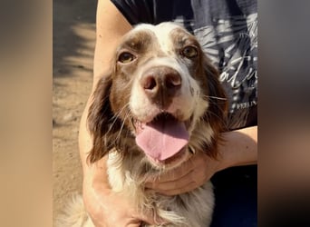 CARLOTTA - verschmuste Schönheit