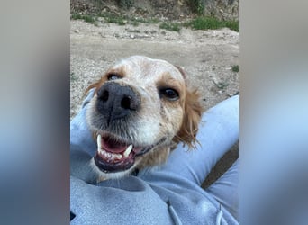 DIANA - superlieb und anhänglich