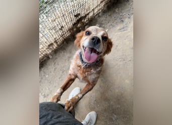 DIANA - superlieb und anhänglich