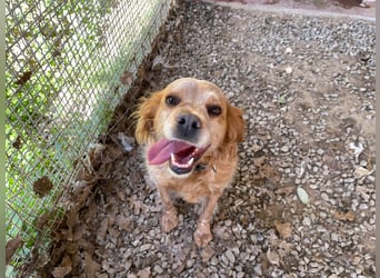 DIANA - superlieb und anhänglich