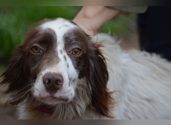 CARLOTTA - verschmuste Schönheit