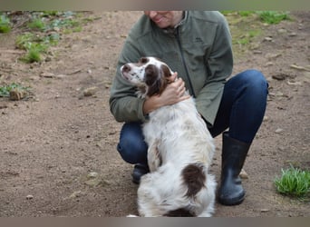 CARLOTTA - verschmuste Schönheit
