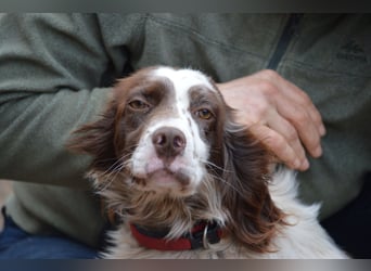 CARLOTTA - verschmuste Schönheit