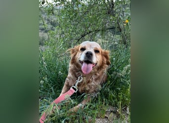 DIANA - superlieb und anhänglich