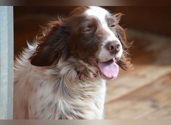 CARLOTTA - verschmuste Schönheit