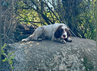 CARLOTTA - verschmuste Schönheit