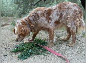 DIANA - superlieb und anhänglich