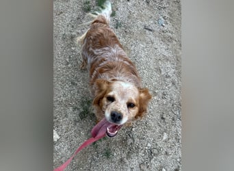 DIANA - superlieb und anhänglich