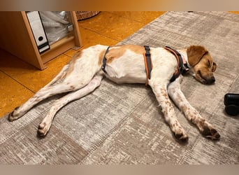 Fenix sucht sein Für immer Zuhause