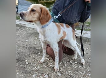 Fenix sucht sein Für immer Zuhause