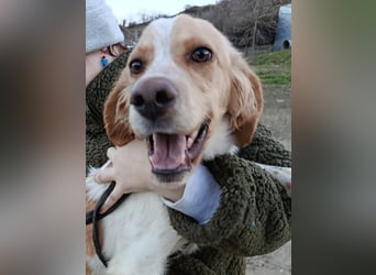 Fenix sucht sein Für immer Zuhause