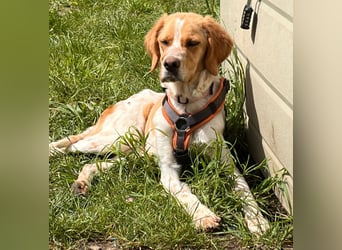 Fenix sucht sein Für immer Zuhause