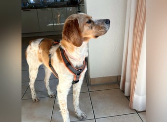 Fenix sucht sein Für immer Zuhause