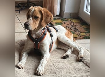 Fenix sucht sein Für immer Zuhause