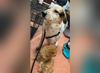 Amy - katzenverträglich, lieb