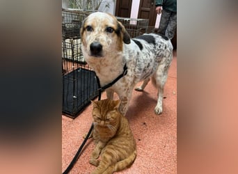 Amy - katzenverträglich, lieb