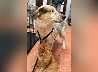 Amy - katzenverträglich, lieb