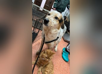 Amy - katzenverträglich, lieb