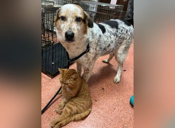 Amy - katzenverträglich, lieb