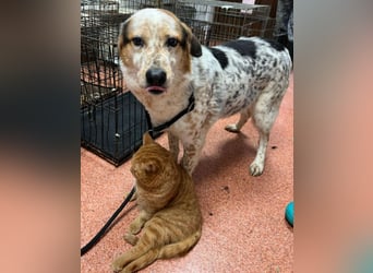 Amy - katzenverträglich, lieb