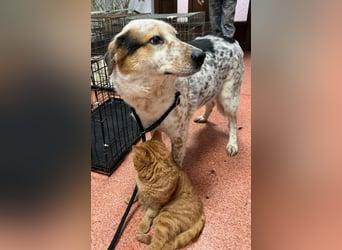 Amy - katzenverträglich, lieb