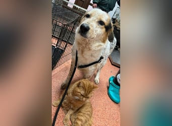 Amy - katzenverträglich, lieb