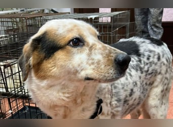 Amy - katzenverträglich, lieb