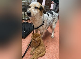 Amy - katzenverträglich, lieb