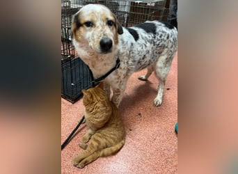 Amy - katzenverträglich, lieb