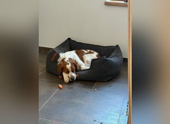 Rüde SAM sucht sein Für-immer-Zuhause