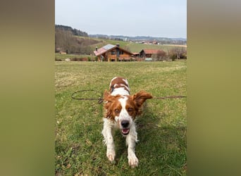 Rüde SAM sucht sein Für-immer-Zuhause