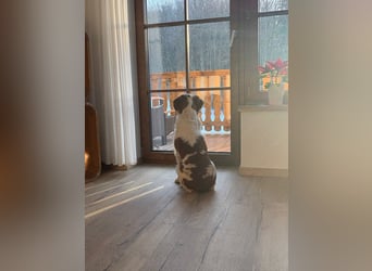 Rüde SAM sucht sein Für-immer-Zuhause