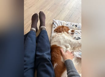 Rüde SAM sucht sein Für-immer-Zuhause
