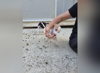 Raven, Ein kleines Leben mit großen Träumen