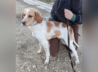 Fenix, fast verhungert