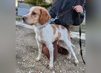 Fenix, fast verhungert