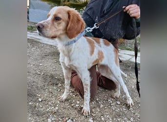 Fenix, fast verhungert