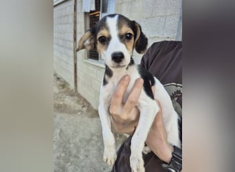 Robin, Ein Herz auf vier Pfoten sucht sein Glück