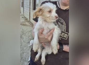Aslan , Kleiner Herzensbrecher sucht sein Für-immer-Zuhause