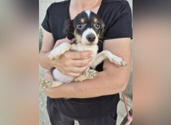 Batman, klein neugierig und voller Lebensfreude