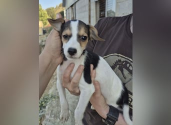 Robin, Ein Herz auf vier Pfoten sucht sein Glück