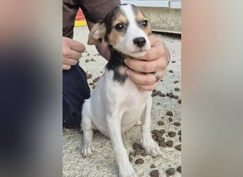 Robin, Ein Herz auf vier Pfoten sucht sein Glück