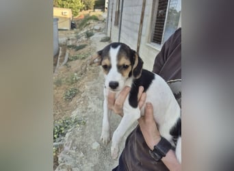 Robin, Ein Herz auf vier Pfoten sucht sein Glück