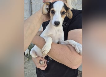 Cosmo, Raus aus dem Tierheim, hinein ins Glück